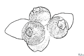 Vaccinium Coloring Pages To Print